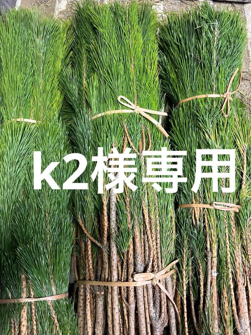 若松、切り枝 生花/即納】◇若松 1等 - 花材通販はなどんやアソシエ