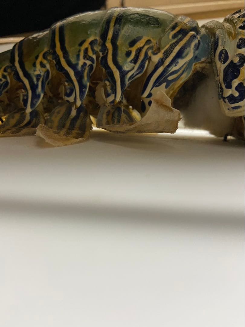 縁起物 伊勢海老 ゴシキエビ ニシキエビ 特大 剥製 標本 - メルカリ