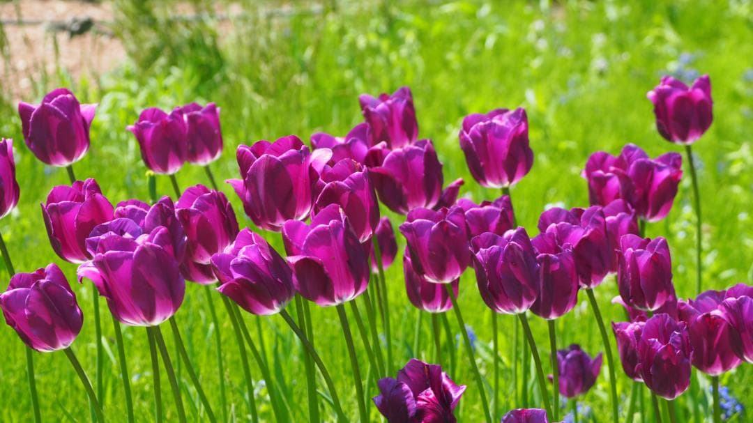 パナソニック LUMIX G VARIO 45-150mm F4.0-5.6