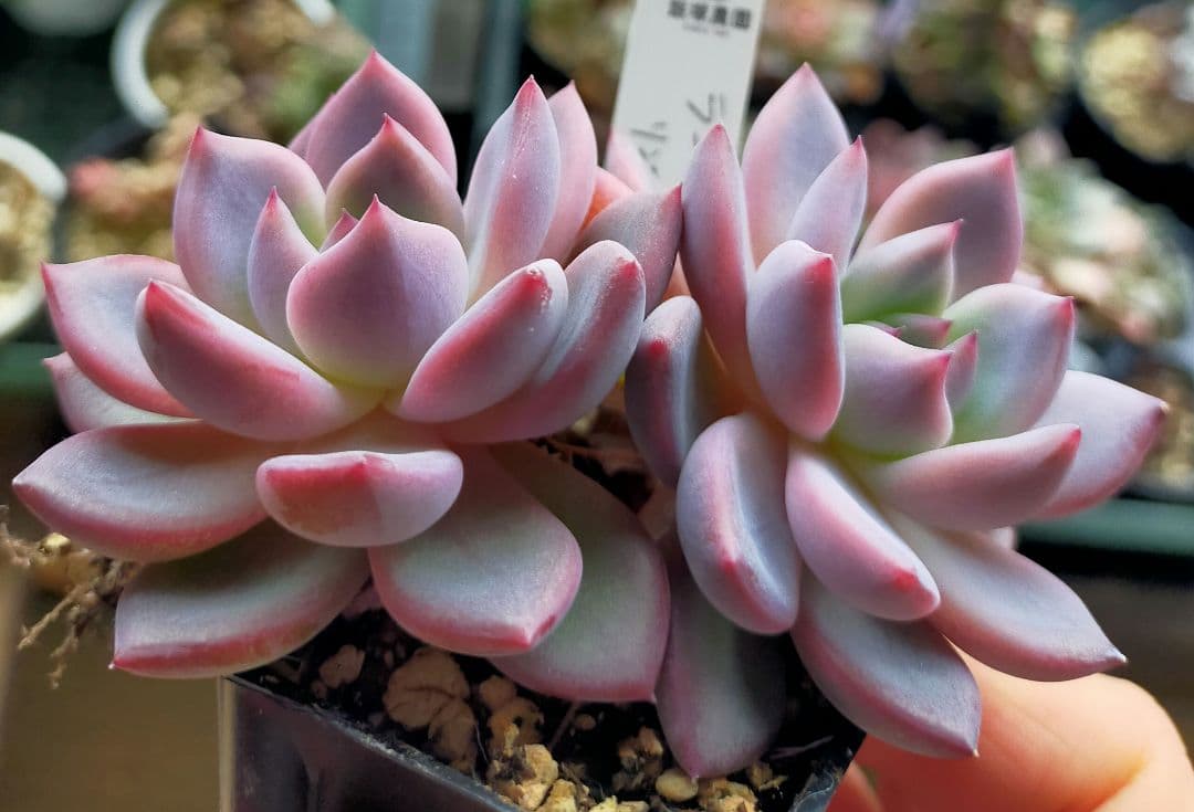 ラコロ 中里リンゼアナ 飯塚農園 土付き発送 多肉 ぷうさん - メルカリ