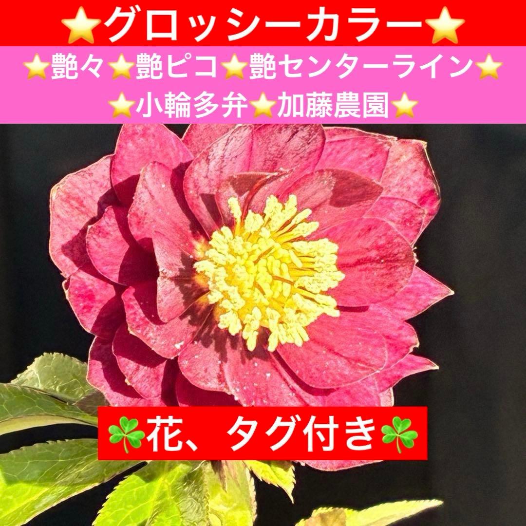 の*ん様 3431☘️花、タグ付☘️グロッシーカラー⭐️艶々⭐️艶ピコ⭐️艶セン ⚫️GANTZスーツ⚫️