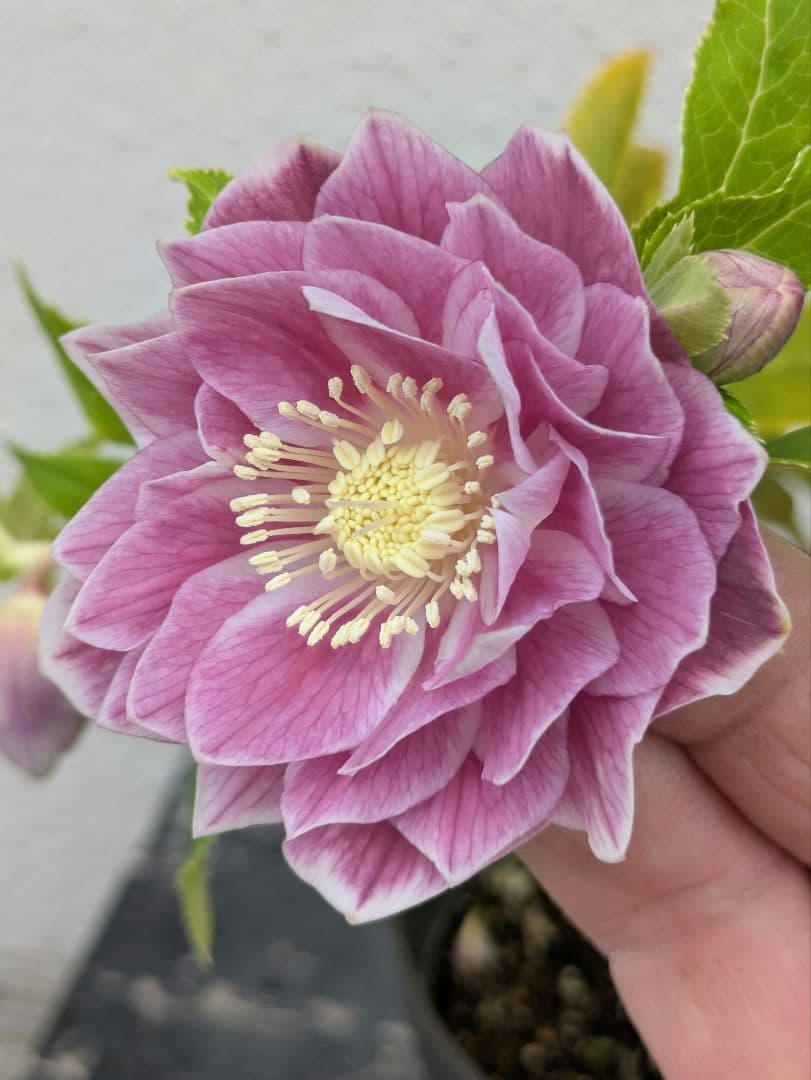 広瀬園芸 クリスマスローズ オーレア系 ピンクグラデーションdd