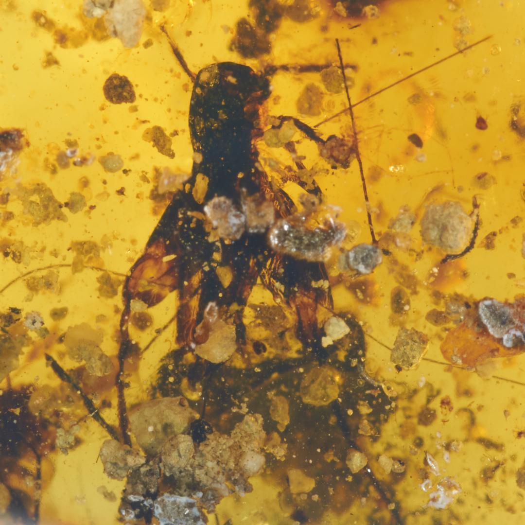 ZB336虫入り琥珀化石 ミャンマー カムティかタナイ産 9900万年前