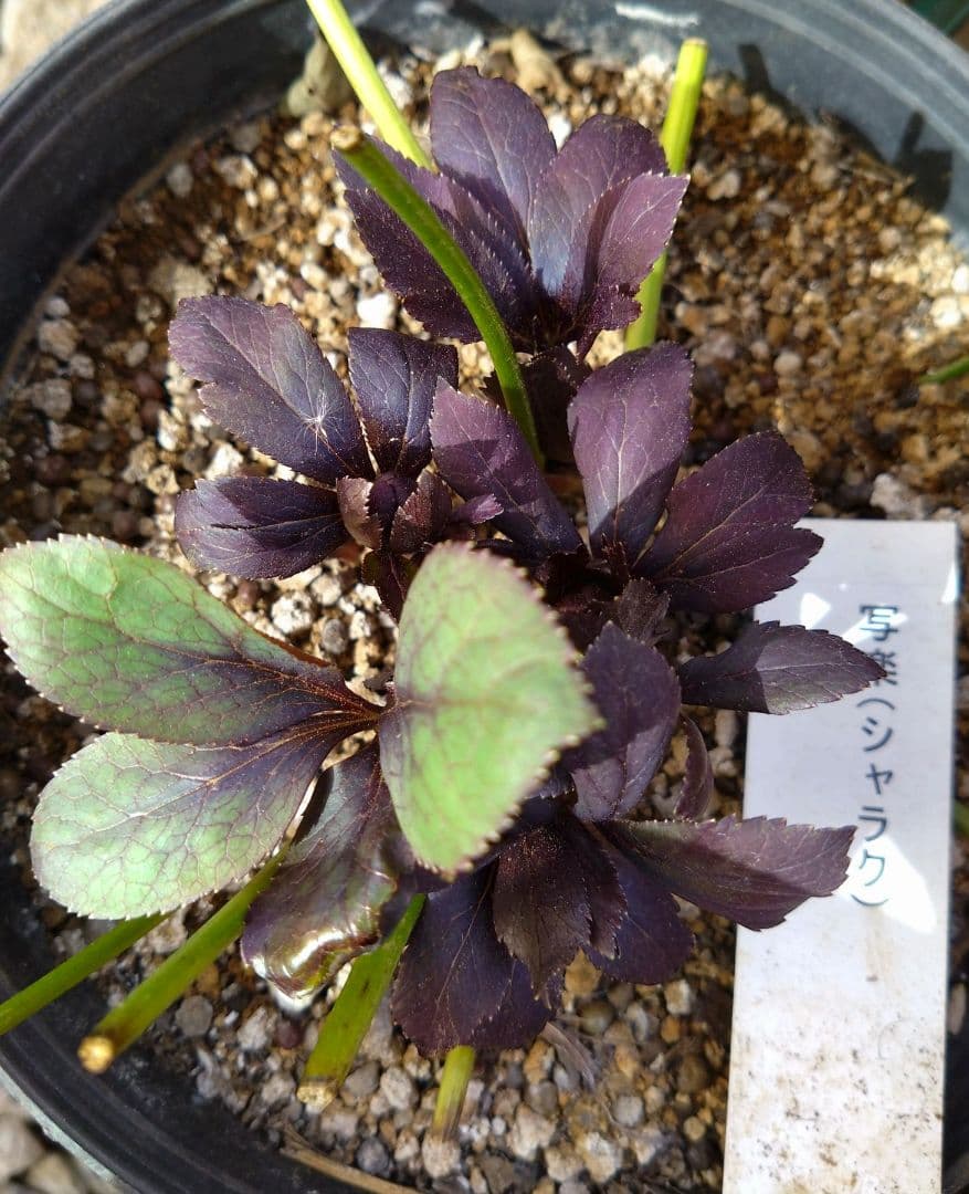 ローラダボー(フランス)挿木2年生苗