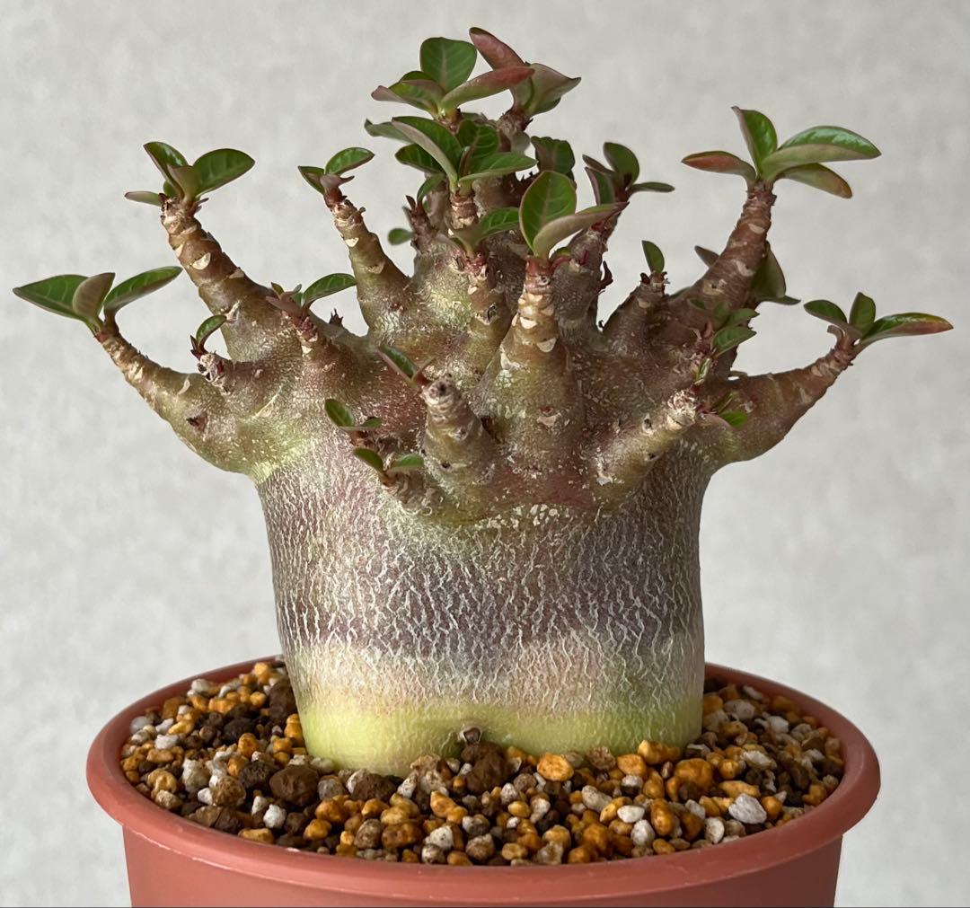 【ブラックスキン/ドワーフ 】アデニウム アラビカム ワンガンルアンダム鉢植え ブラックスキン/ドワーフ 】アデニウム アラビカム ワンガンルアンダム