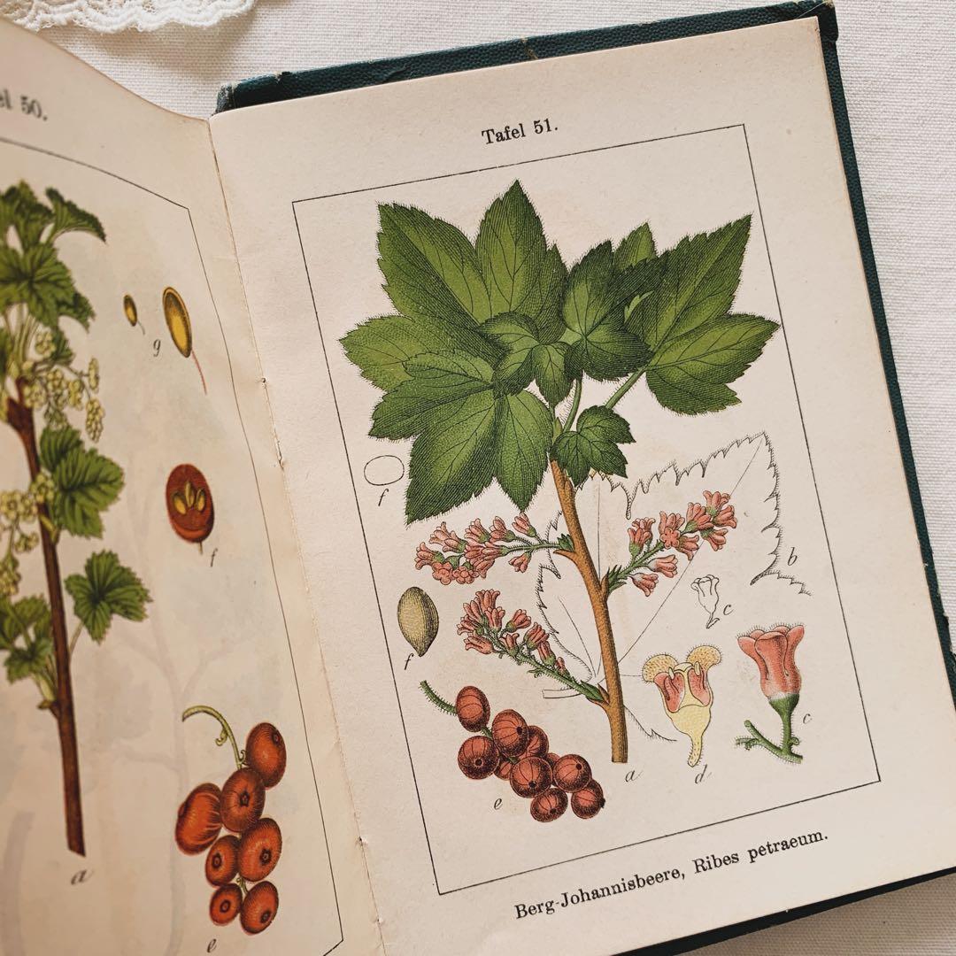 ドイツのシックな植物図鑑7❀石版画 アンティーク ボタニカルアート