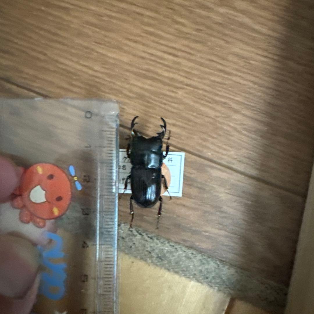 コクワガタ スジクワガタ ネブトクワガタ標本 - メルカリ