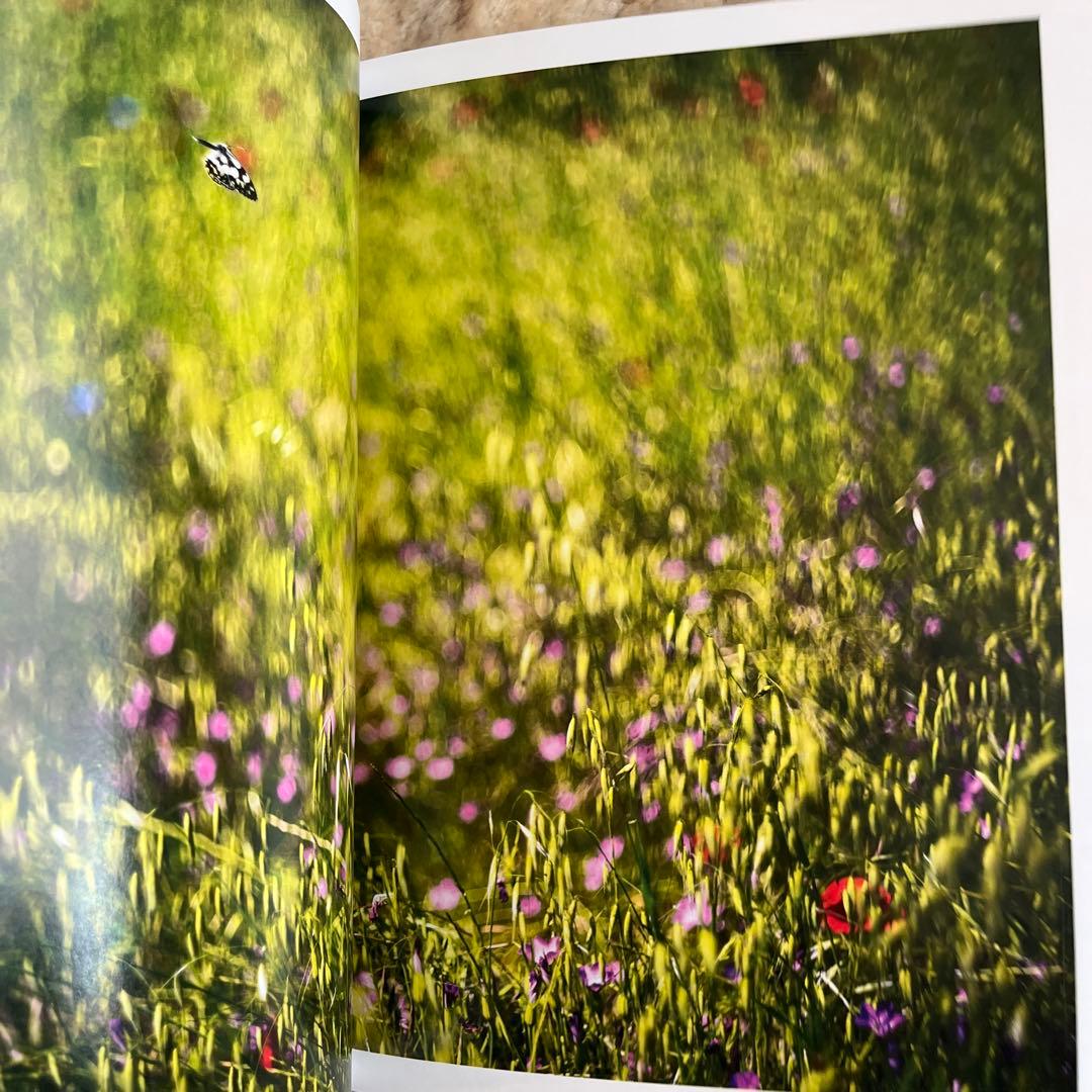 Terri Weifenbach 写真集