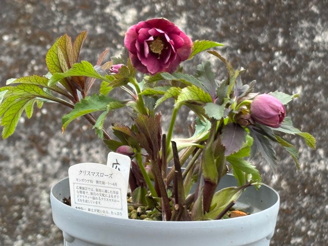 クリスマスローズ ddピンクベイン 広瀬園芸 6 - メルカリ