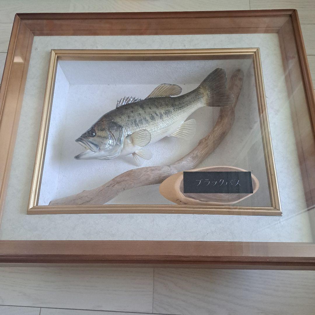 ブラックバス 剥製 標本 フレーム入り 昨年釣った6380g・65cmのバスの剥製が大阪フィッシングショーで展示
