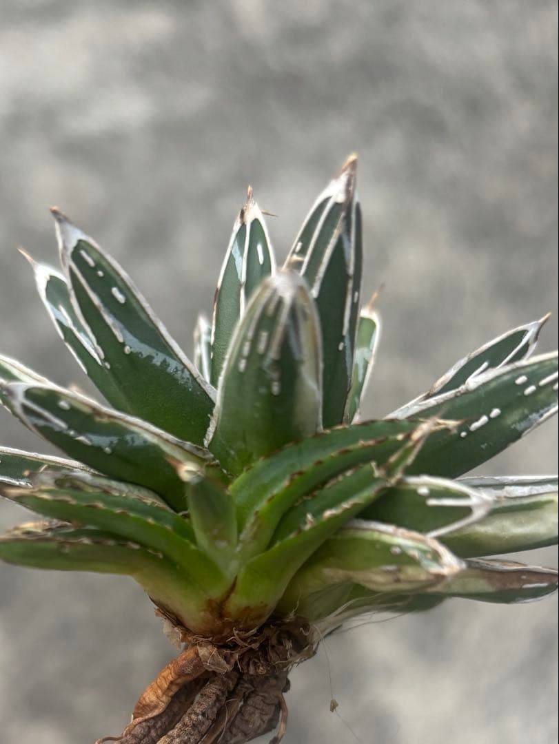 アガベ 姫笹の雪 白外斑入 極上株 子株1株付き - メルカリ