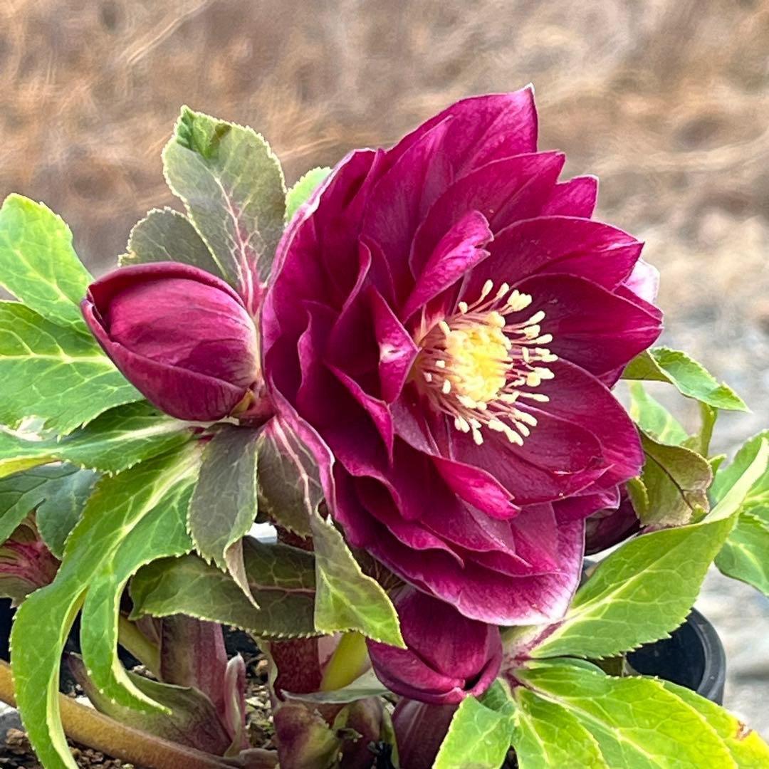 の*ん様 ☘️限定1株☘️未株分け☘️蕾付き☘️3356⭐️極上新色⭐️紅ピンク