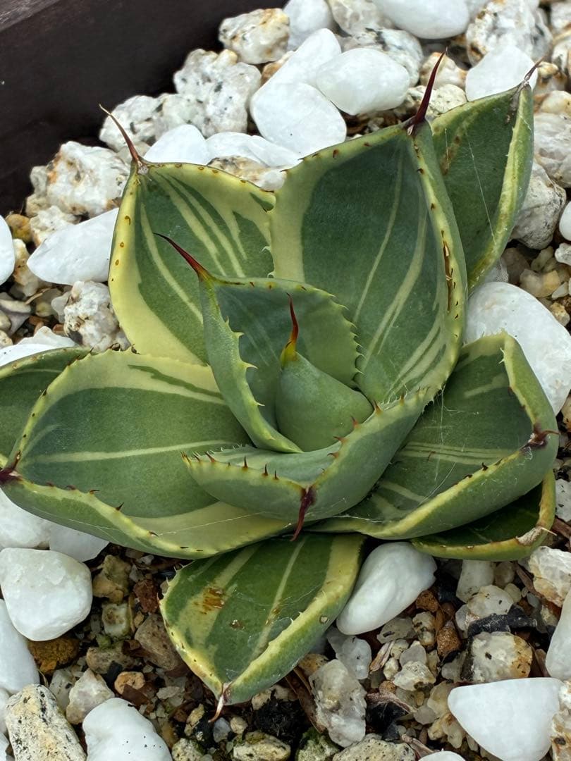 アガベパリートランカータ オリザバ 抜き苗発送 検）地植え 耐寒性 オルカ