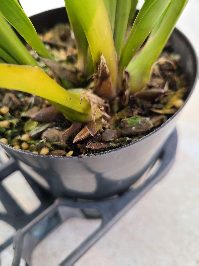 ミスマフェット。花芽合計27個。5鉢セット。蜜蜂誘引蘭。日本蜜蜂