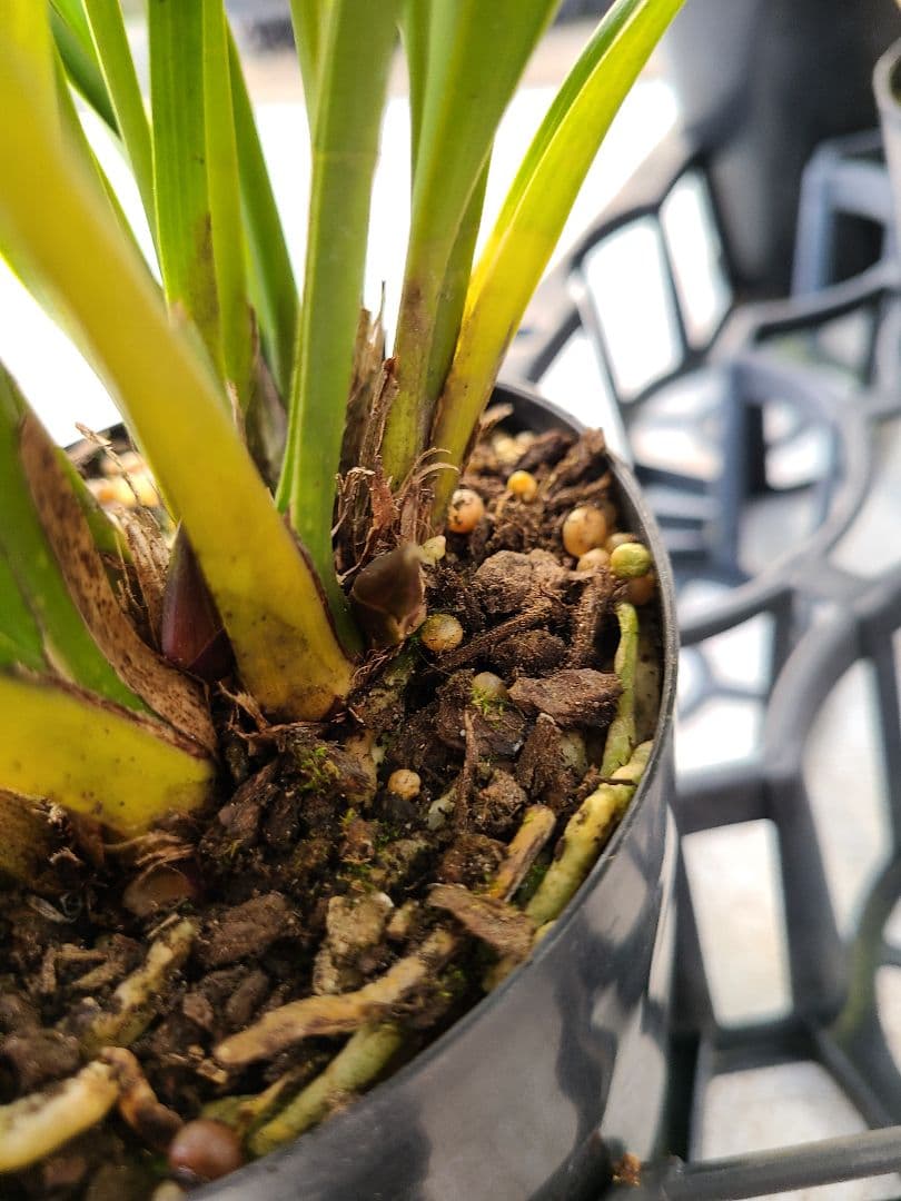 ミスマフェット。花芽合計27個。5鉢セット。蜜蜂誘引蘭。日本蜜蜂