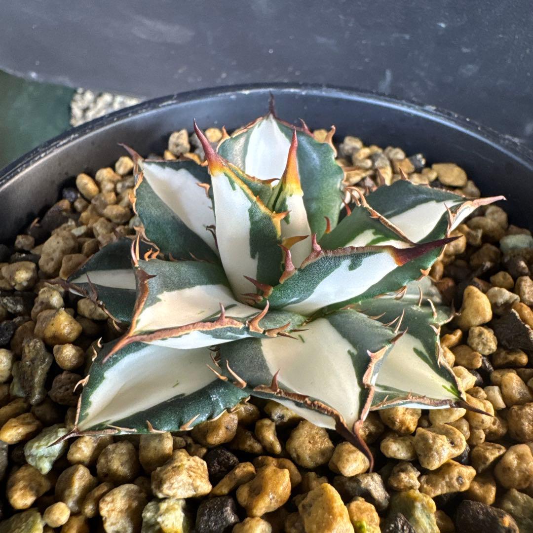 即決価格！アガベ氷河　美形　太陽神錦　純白中斑