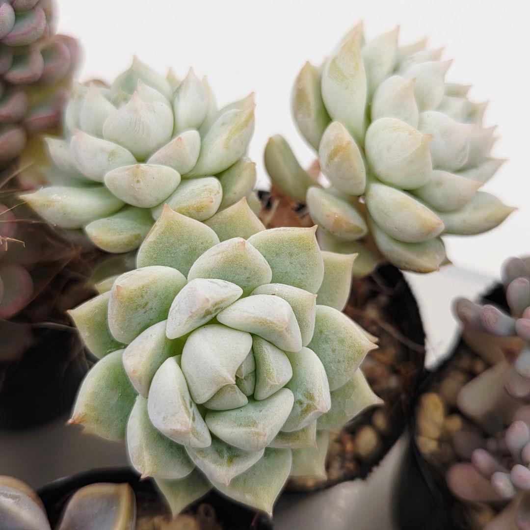 ②全15苗 つぶつぶ屋さん クラッカー❣️あられ❣️ピノチオ❣️発根済ネコポス込