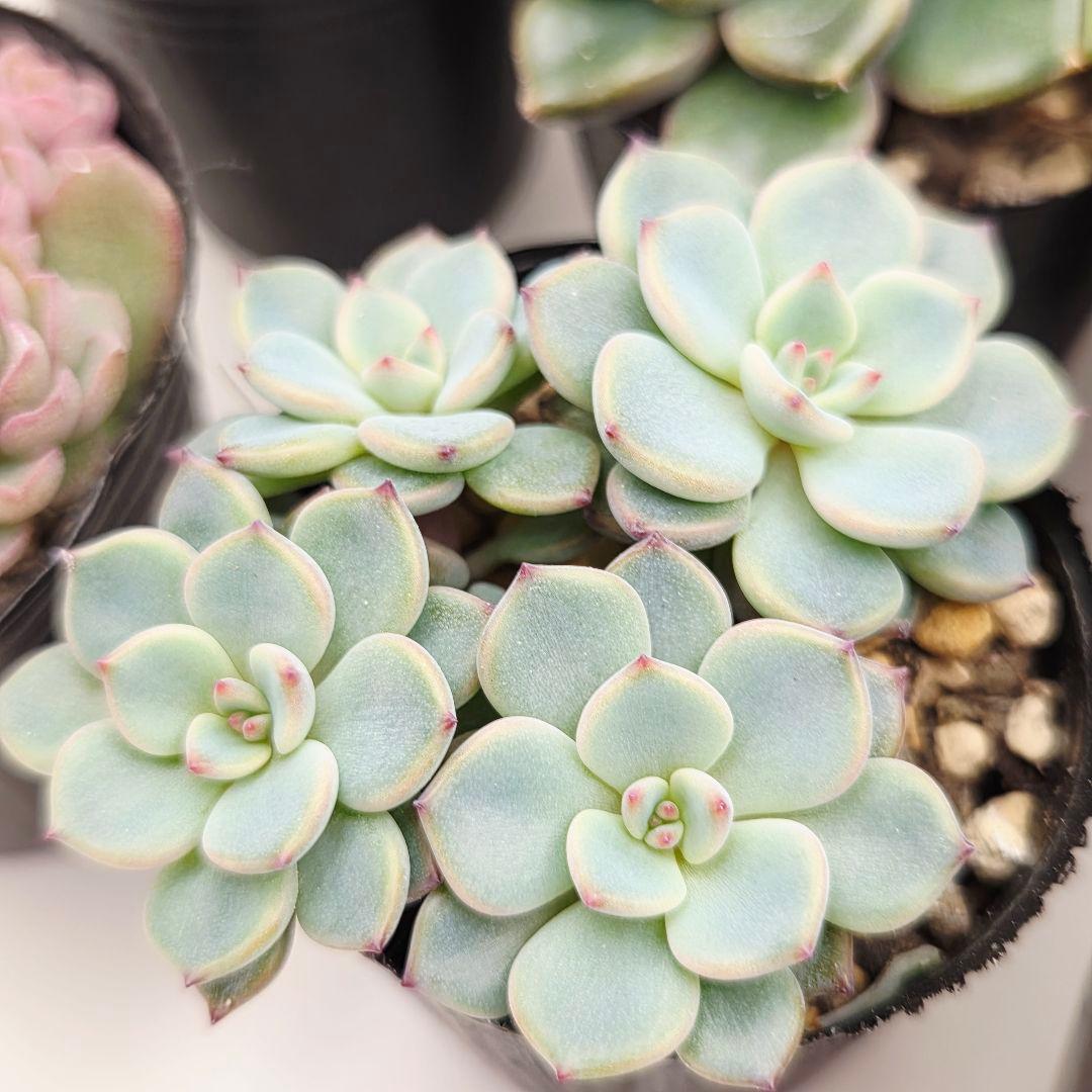 ②全15苗 つぶつぶ屋さん クラッカー❣️あられ❣️ピノチオ❣️発根済ネコポス込