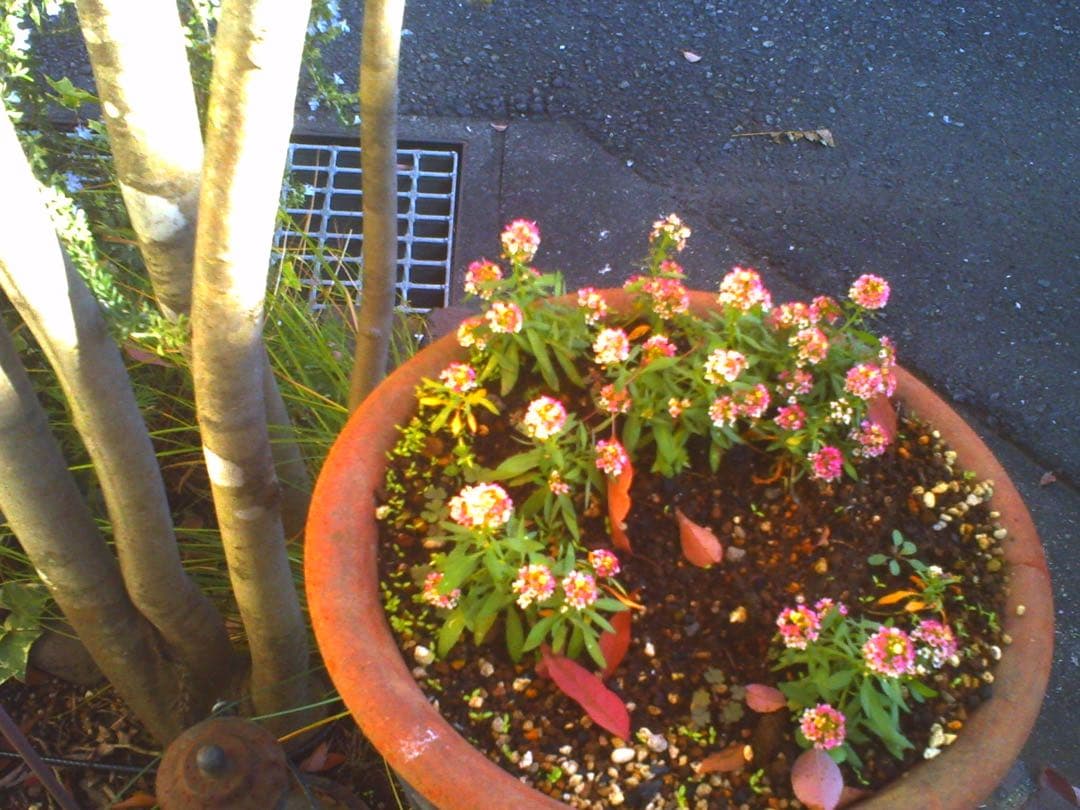 ネコノデジタルカメラ NDC1マイキー、NDC3ホワイト 2台セット - メルカリ