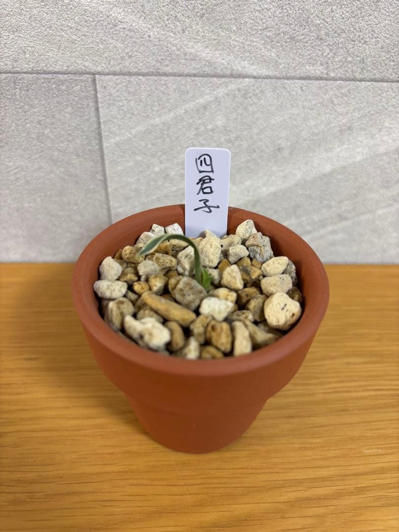 万年青　四君子　縞覆輪　超希少 春光園 @shunkou_en さん初売り戦利品② 遂に万年青（おもと）の四君子