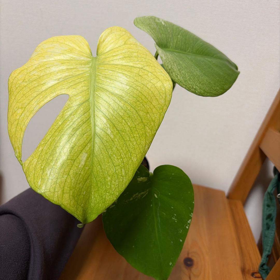 モンステラ ホワイトモンスター(天津蘭) 4号＊ - メルカリ