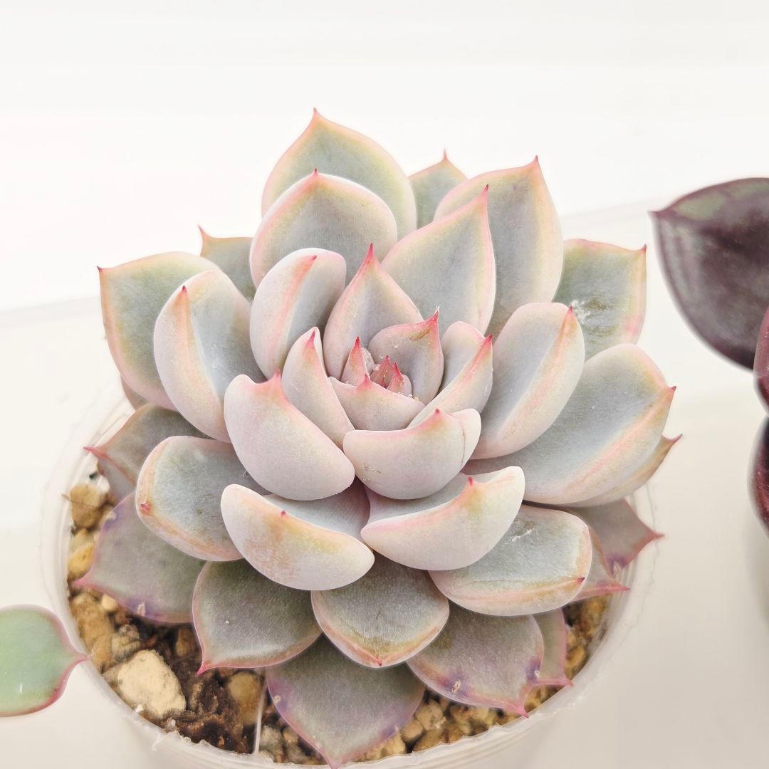 ⑲大きめ苗! そわそわ❣️青鬼❣️龍鱗蓮華❣️おらいさん発根