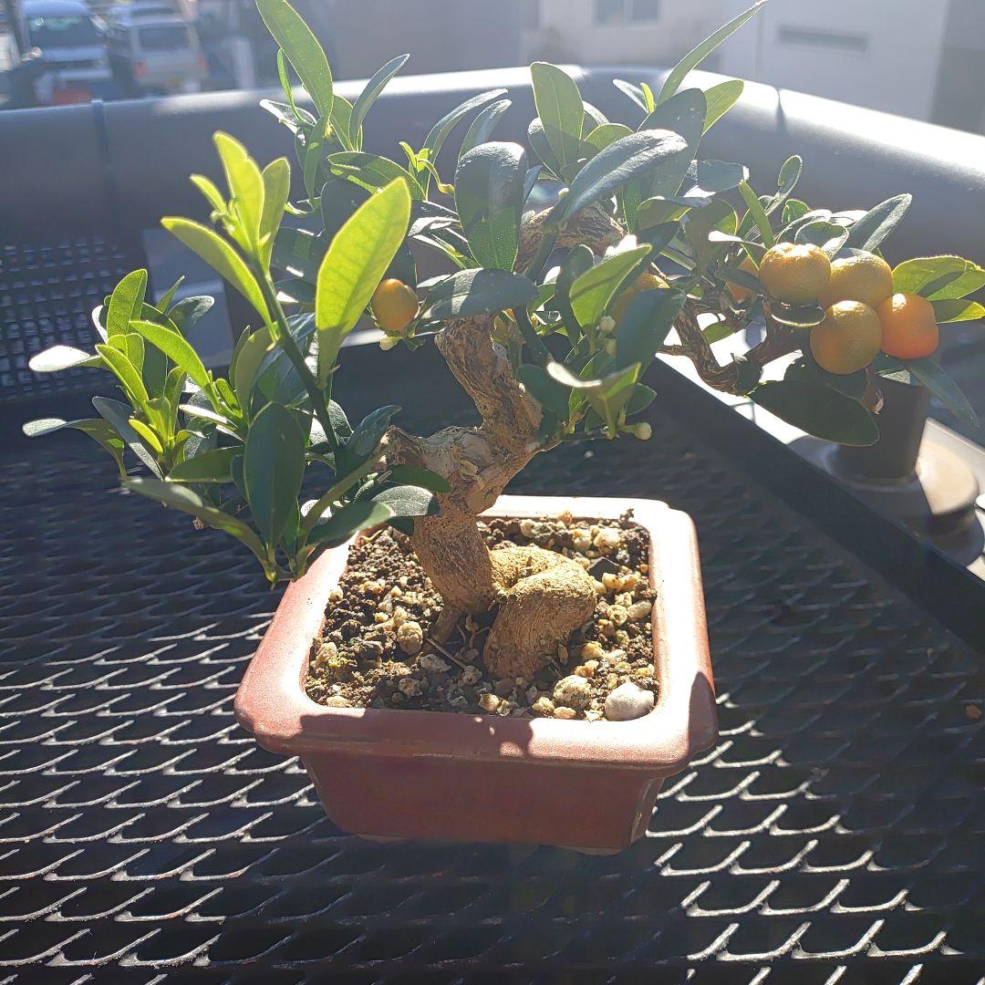 小品盆栽　金豆　キンズ 楽天市場】盆栽 キンズ 金豆 ミニ盆栽 室内 初心者 かわいい 実のなる