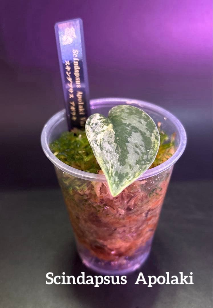 スキンダプサス 綺麗な セットL2 フラワー・ガーデニング 観葉植物