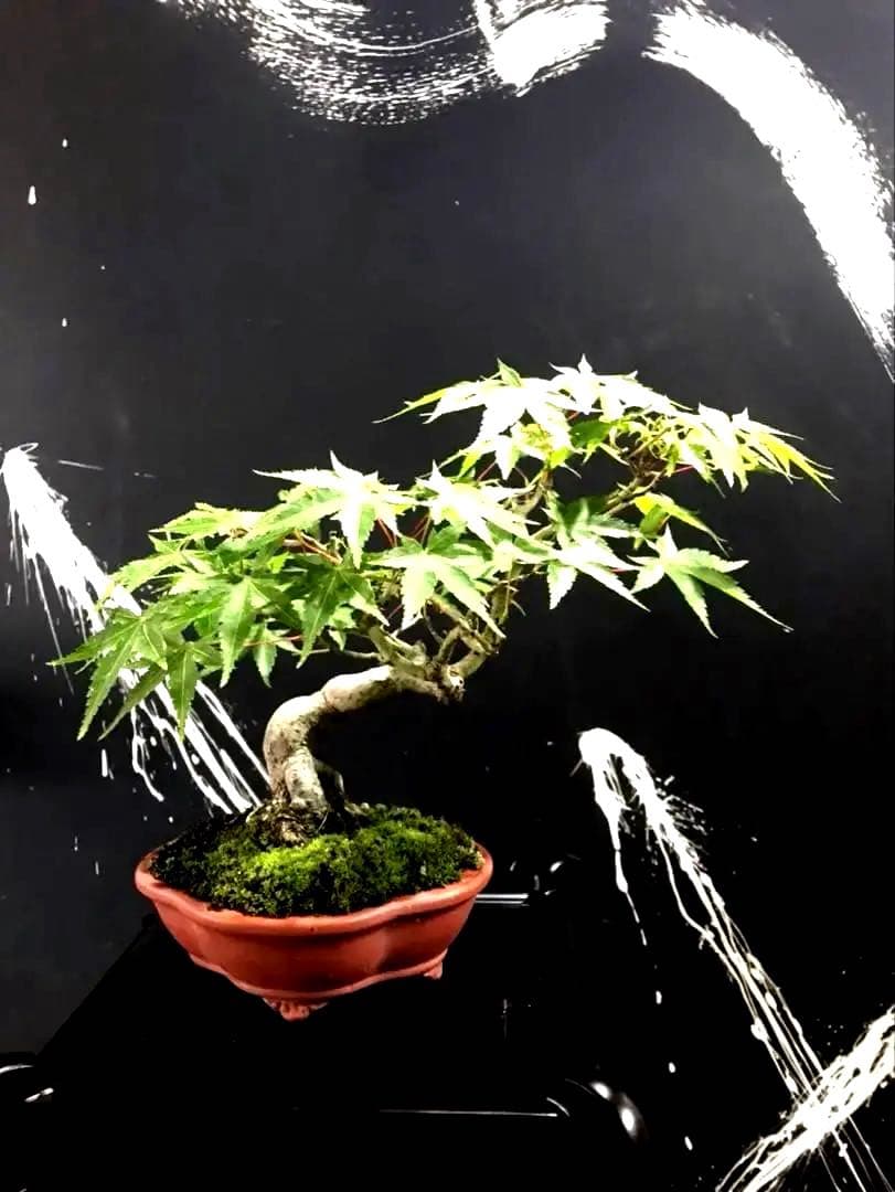 山紅葉盆栽 盆栽】第99回 国風盆栽展 山もみじ 貴重盆栽 Japanese Maple 【Bonsai