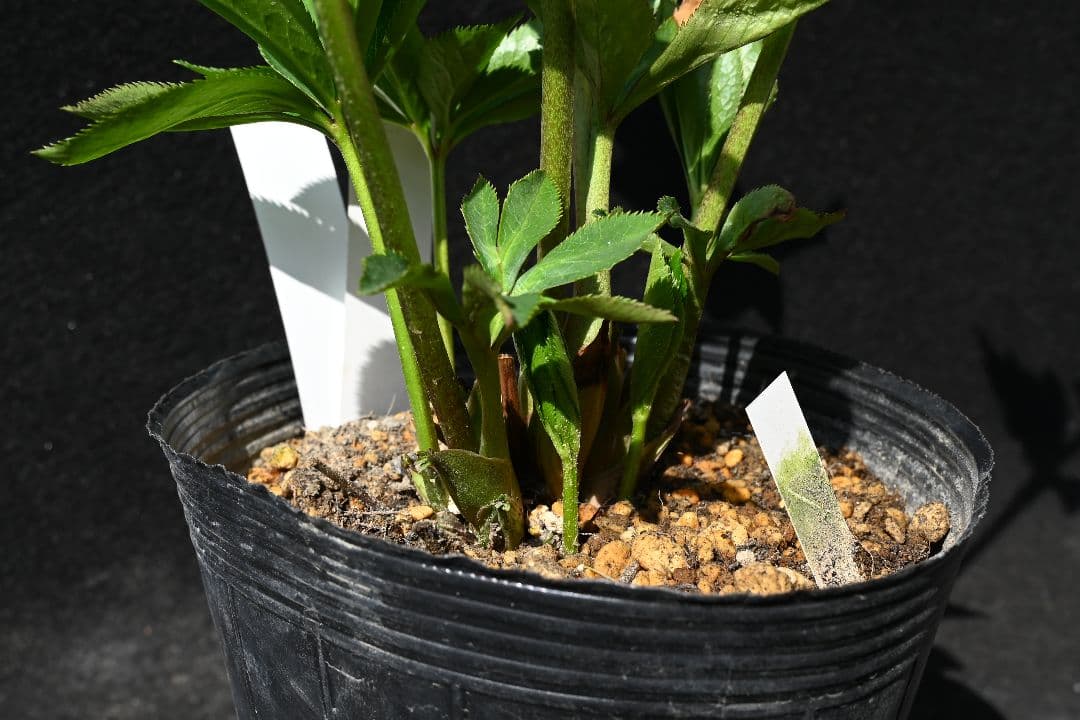 クリスマスローズ 認定！グロッシー シャガール 加藤農園 - メルカリ