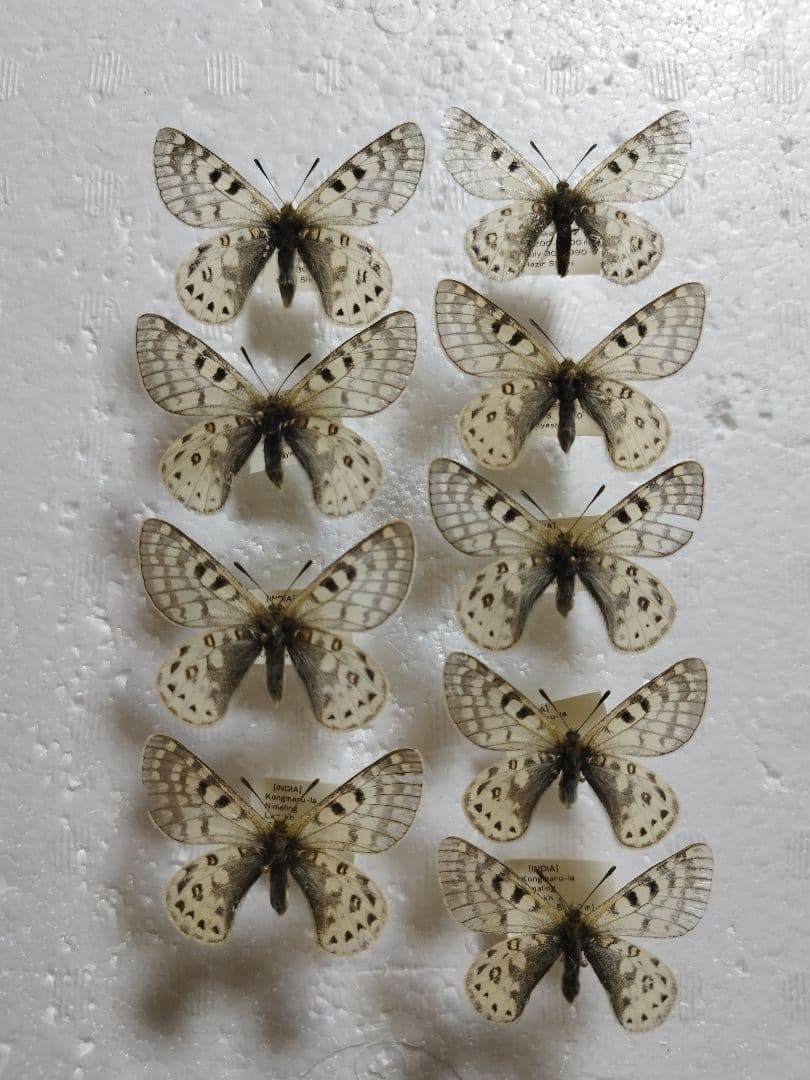ヒ*ヤ様 アッコウスバ♀1♂8/インド.Kongmaru-la産【外国産蝶標本】 外国産蝶標本 | 三角紙