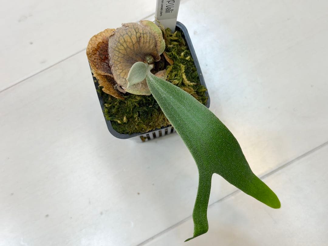 オリジナルpup velliiベリー ビカクシダ veitchii×hillii