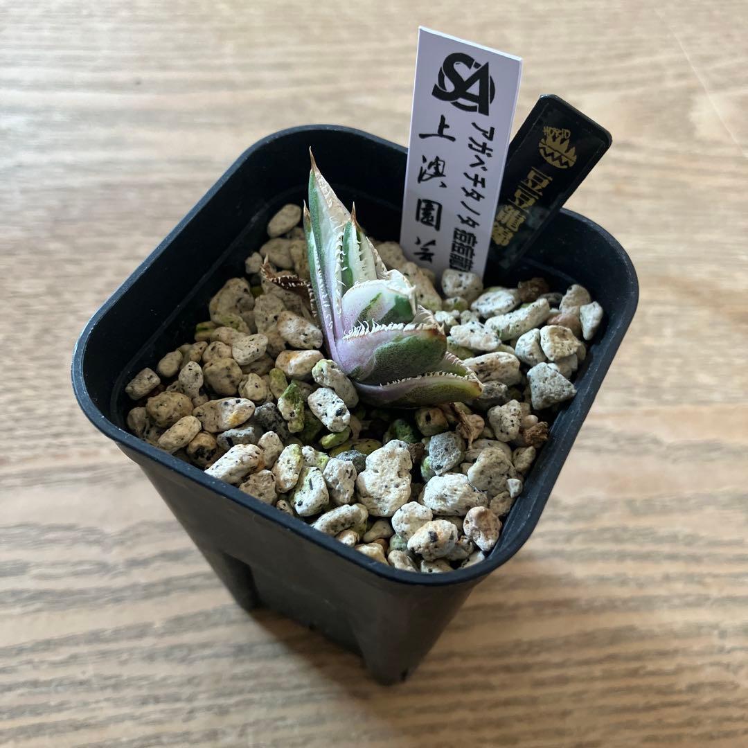 速達【鉢ごと発送】希少 アガベ チタノタ 豆豆龍錦 覆輪斑 TC 安定株