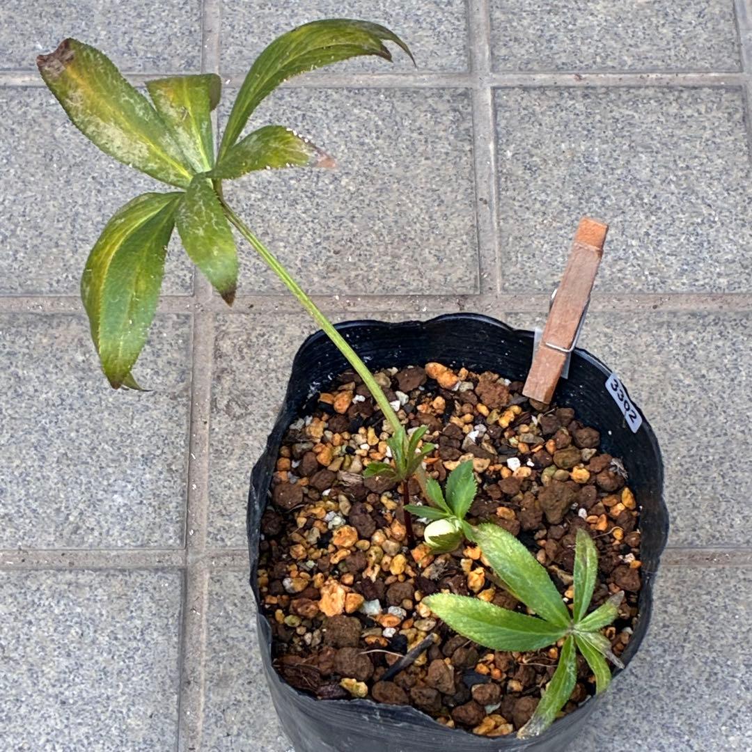 の*ん様 ☘️蕾付き☘️3302⭐️小輪⭐️SD⭐️シズカ⭐️静⭐️樋口さん⭐️