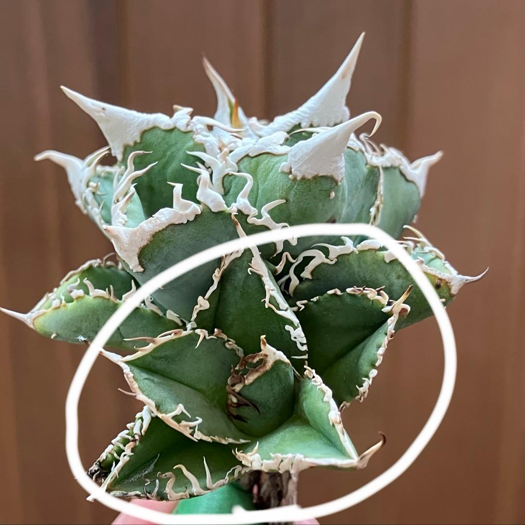 ノ*ツ様 【オークション】匿名配送　子株2株　有望　アガべ　白豪刺　OC【親株写