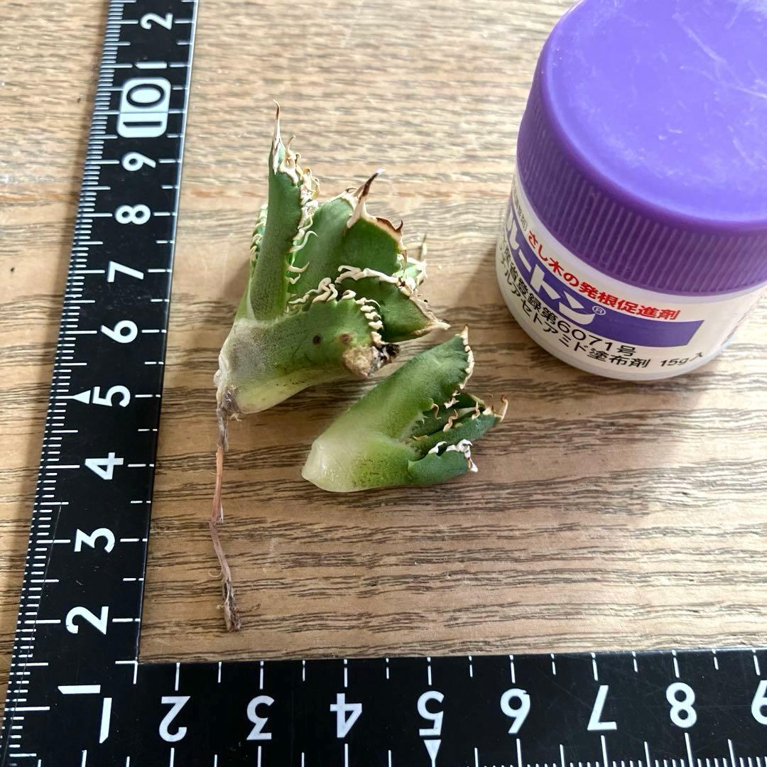 ノ*ツ様 【オークション】匿名配送　子株2株　有望　アガべ　白豪刺　OC【親株写