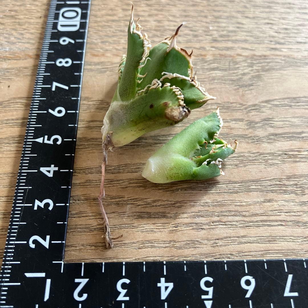 ノ*ツ様 【オークション】匿名配送　子株2株　有望　アガべ　白豪刺　OC【親株写