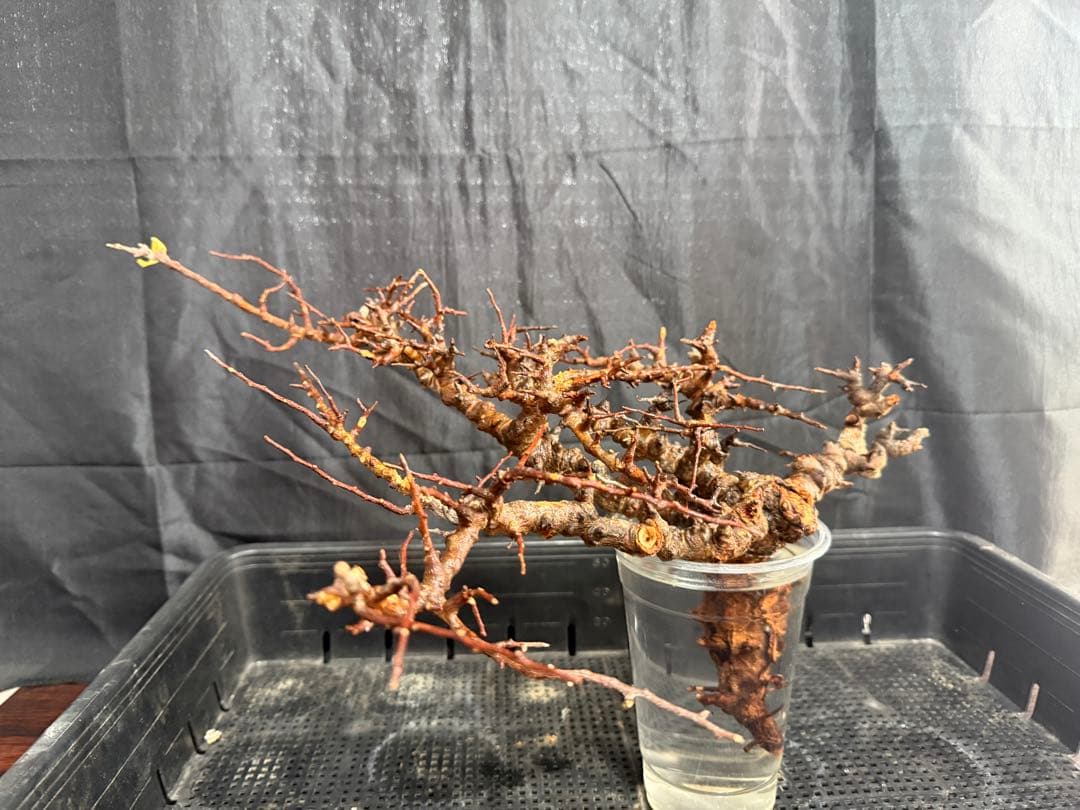 ③送料無料　コミフォラ　エイル コミフォラ エイル 特選株 | mana's farm:塊根植物・アガベ・ドライ