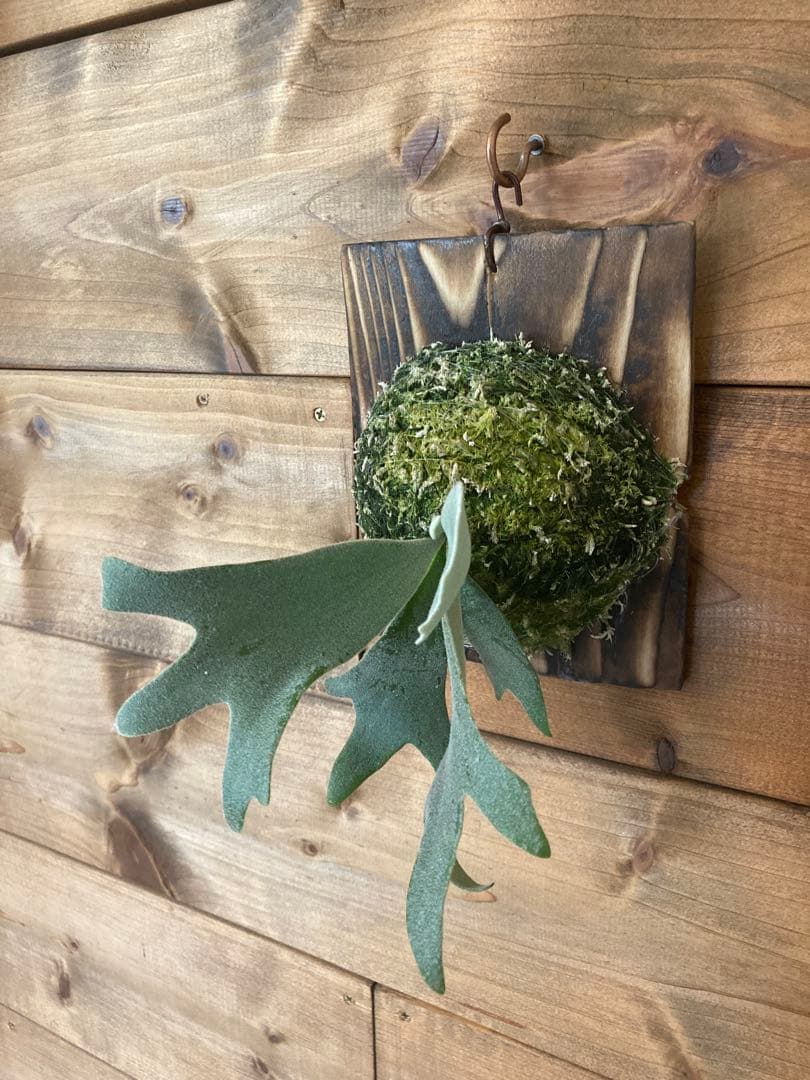 ビカクシダ ウィリンキー \"セーラーマーズ\" oc