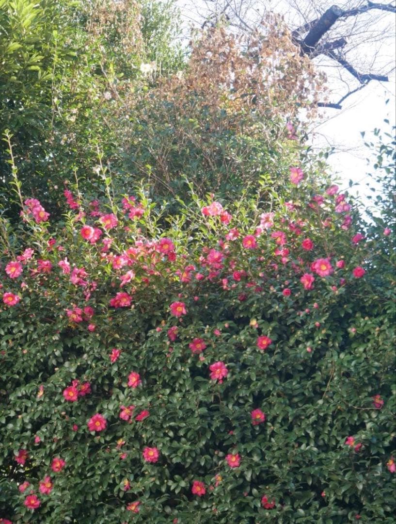 【訳あり】LUMIX G VARIO 14-140mm F3.5-5.6 Ⅱ型