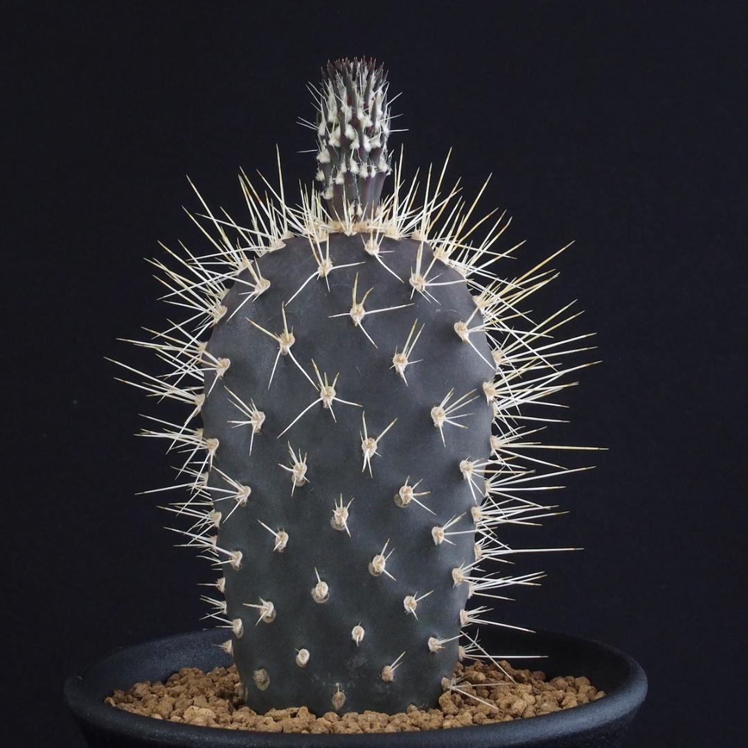 ガラパゴス団扇 黒肌白刺（新茎節つき）｜サボテン - メルカリ