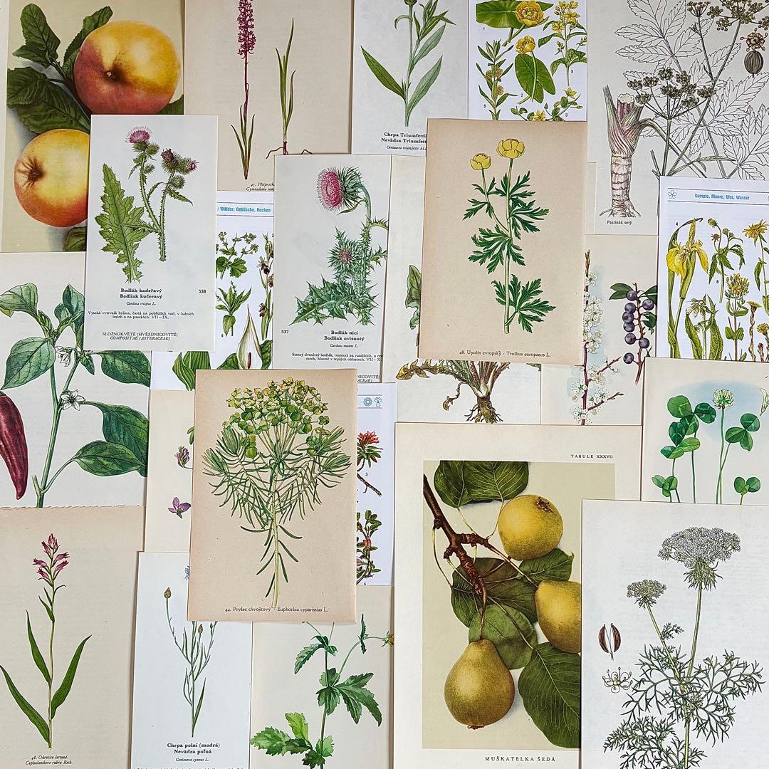 7種類の図鑑]ヨーロッパ ヴィンテージ 植物画22枚セット01 ボタニカル