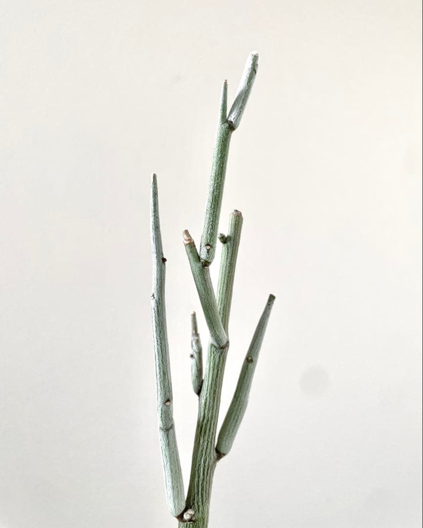 y*3様 美株 アデニア ペチュエリー 挿し木 発根済み - メルカリ