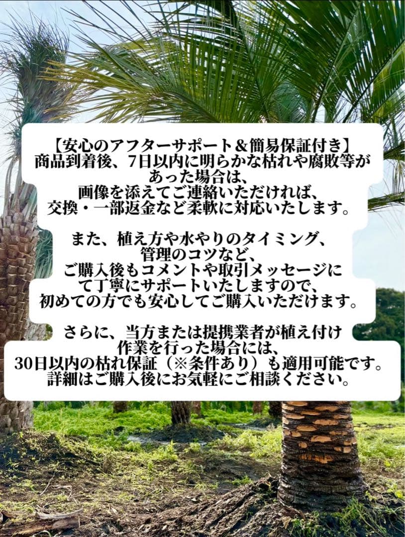 ま*中様 ココスヤシシルバーリーフ【極太】葉先170cm幹回り70cm 幹高