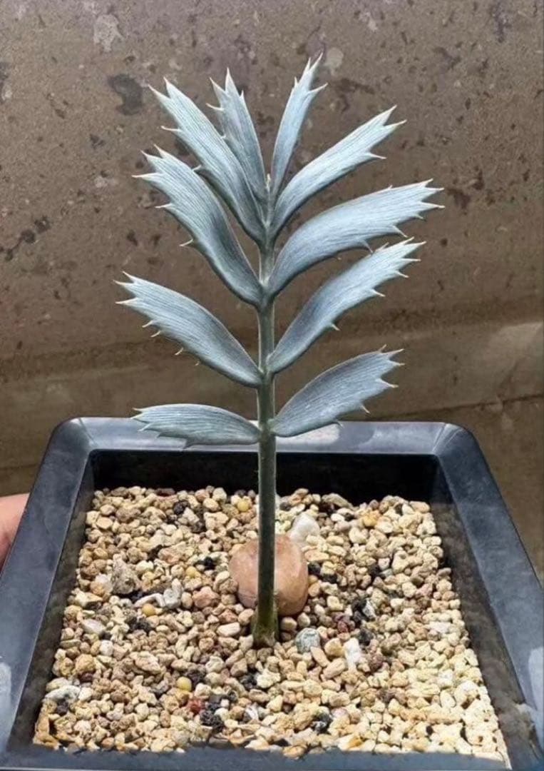 B323エンセファラルトス ホリダス 種子1粒（入荷は今年2月10日です