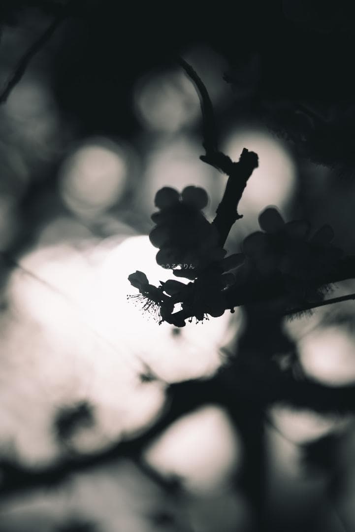 木村文乃使用モデル！Leica Elmarit 90mm F2.8 ケース付き！木村文乃