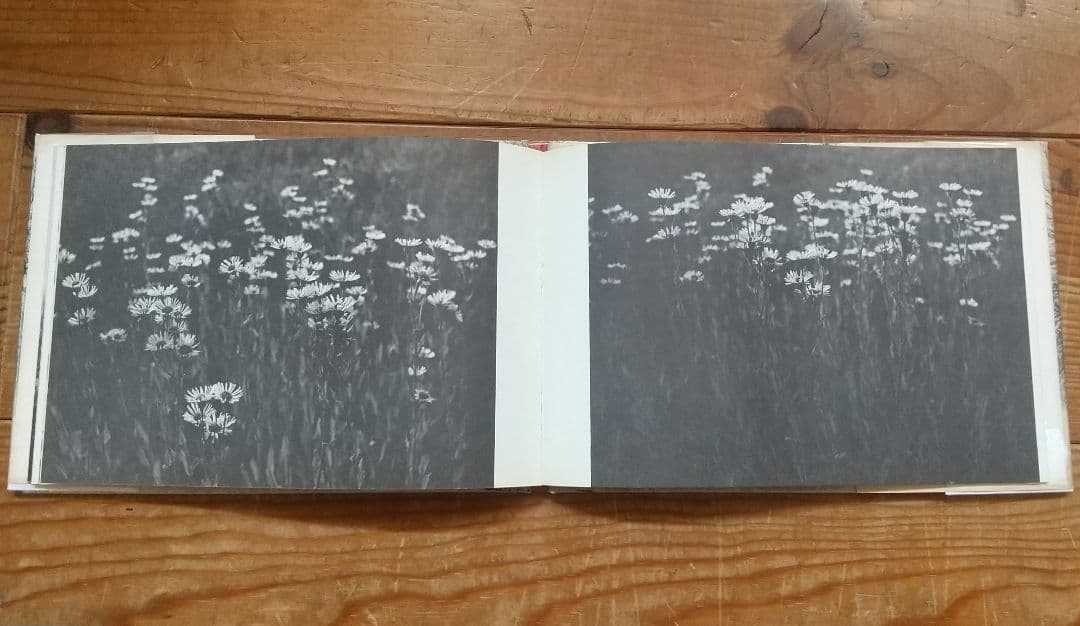 Hellen Buttfield【The Park】写真集★tamiserタミゼ