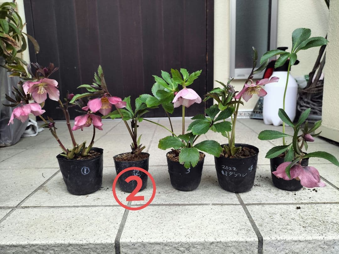 クリスマスローズ苗② クリスマスローズ - メルカリ