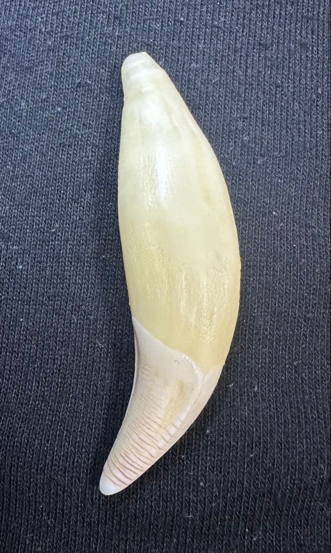 熊牙 牙 キーホルダー ネックレス 熊牙 ツキノワグマ熊の牙 ネックレス キーホルダー｜Yahoo!フリマ（旧