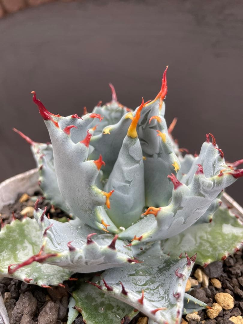 アガベ ハイブリッド 甲蟹×屈原乃舞扇 子株 - メルカリ